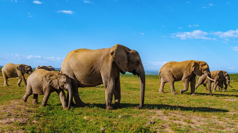 Où voir les éléphants au Laos 