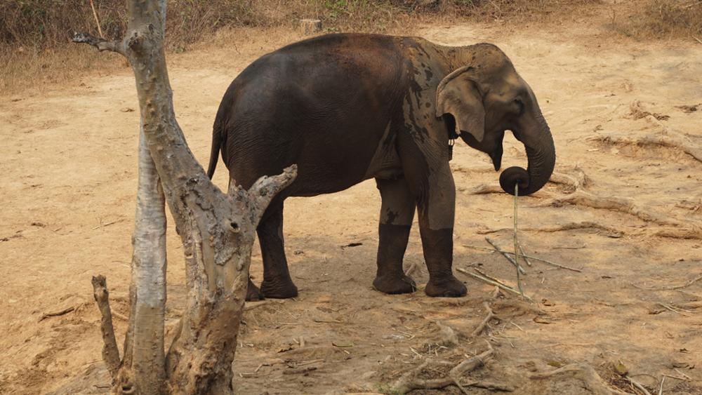 Où voir les éléphants au Laos 