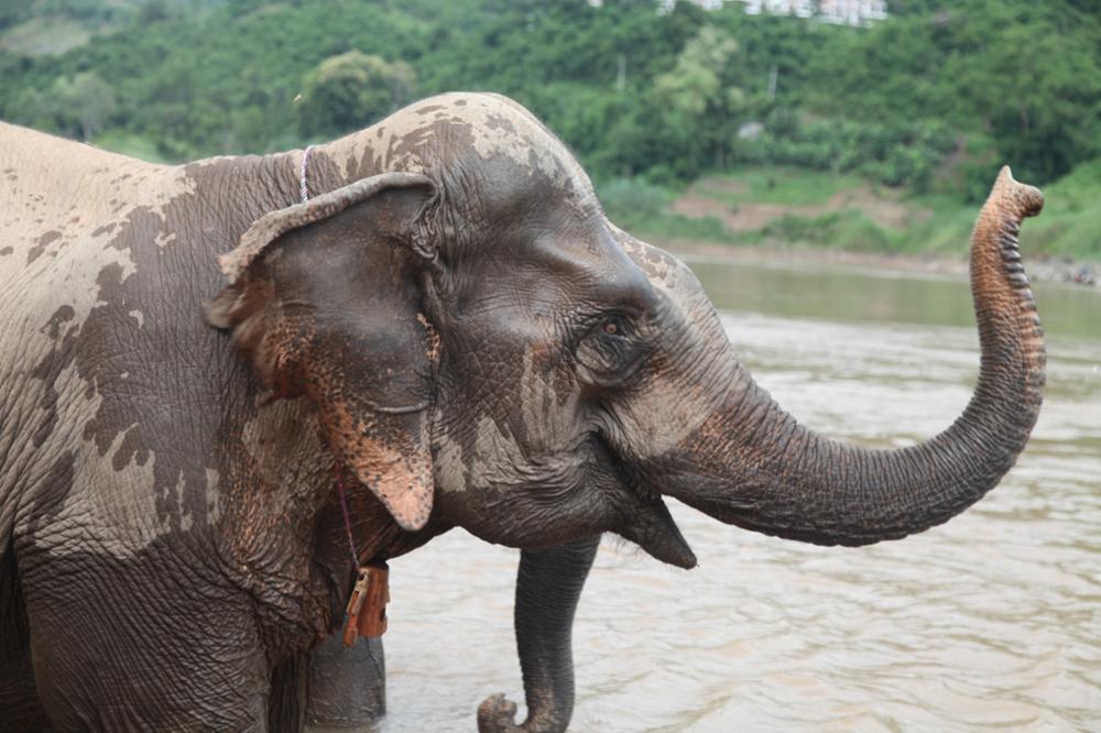 Où voir les éléphants au Laos 