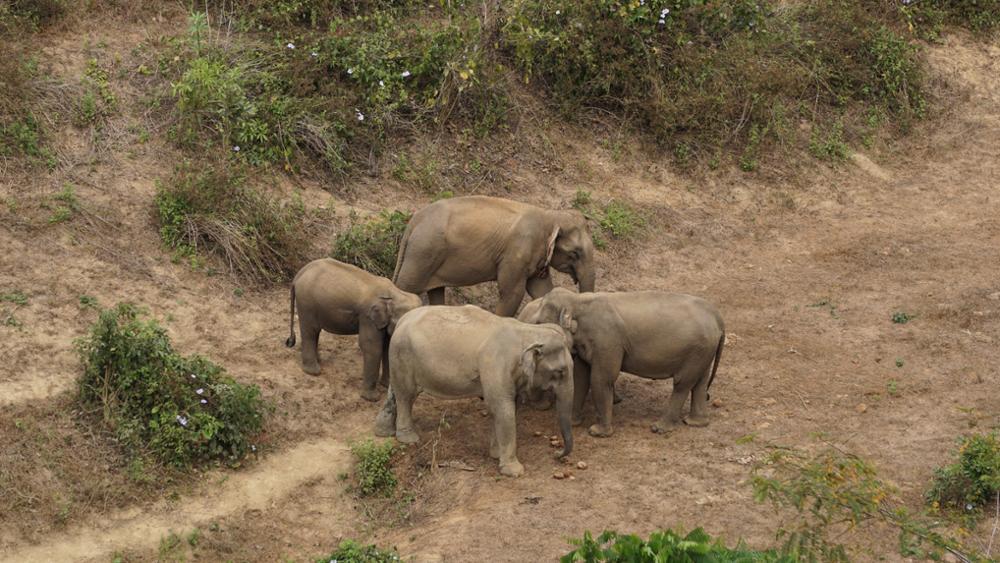 Où voir les éléphants au Laos 